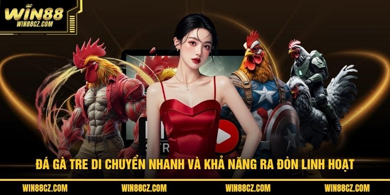 Đá gà tre di chuyển nhanh và khả năng ra đòn linh hoạt